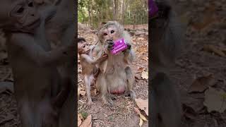 Daily update cute baby monkey and good mom #shorts