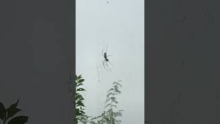 Big giant spider #spider #spiderweb #shorts