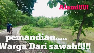 Pemandian orang orang dari sawah!!! sangat alami.lamongan jawa timur.