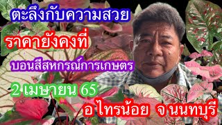 อัพเดตราคาบอนสี สหกรณ์การเกษตร อ ไทรน้อย จ นนทบุรี EP1 เม ย 65