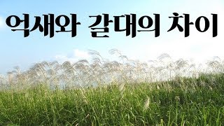 억새와 갈대의 차이점