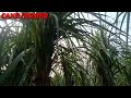 trenchvidhi. ट्रेंच विधि। how to sow sugercane by trench method. canefarmer