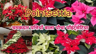 Pointsettia Plant / जानिए इस चमकदार रंगीन पत्तियों वाला पौधा पॉइंट्सेटिया के बारे में / लाल पत्ता