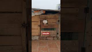 புதிய கதவு மற்றும் பொறி கதவு/New door and trap door