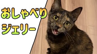 かわいい声で甘えてくる猫