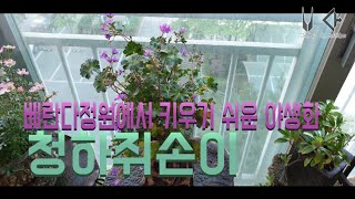 청화쥐손이/베란다정원에서 키우기쉬운 야생화 야생화짱 ~^^043