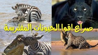 التماسيح الجائعة تهاجم الحمار الوحشي بشكل لا يصدق/عالم الحيونات المفترسة