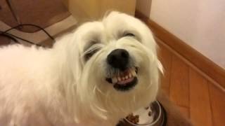 Rocky Maltese - Defends his food