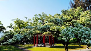 流蘇花開片如雪花！2022桃園龍潭石管局大草坪流蘇花盛開！tassel flower in bloom