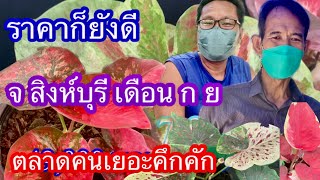 2/9/65/เช็คราคาบอนสี วัดพระนอนฯ จ สิงห์บุรี EP2