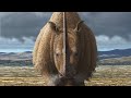 Amazing Facts About Rhinos | Animal Hub