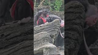 Chimpanzee/Pan troglodytes/Taipei Zoo