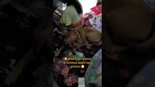 Keadaan Nao Kalo Tukang Servis Ac Dateng #anjingku #funnyanimal #anjinggemes #funnydog #anjingkita