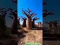 BAOBAB TREE 🌲#shortsvideo #shortfacts #shorts #short #facts