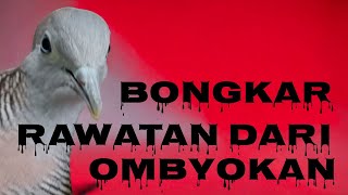 BONGKAR TRIK RAHASIA RAWATANNYA,,,, KUNCI RAWATAN PERKUTUT DARI OMBYOKAN SUPAYA  MUDAH GACOR