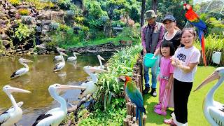 Kasih Makan Burung Pelikan, Macaw dan Nonton Pertunjukan Burung TMII