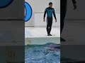 ツンデレ「ラン」最高 新人トレーナーさん固まっちゃった^^ shorts 鴨川シーワールド シャチ kamogawaseaworld orca killerwhale