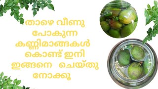 ഇനി കൊഴിഞ്ഞു വീഴുന്ന കണ്ണിമാങ്ങകൾ കളയാതെ ഇങ്ങനെ ചെയ്യൂ