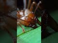 How Leafcutter Ants Work