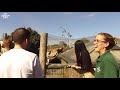 meet the giraffes at zsl london zoo