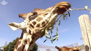 Meet the giraffes at ZSL London Zoo