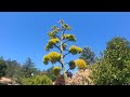 Once in a lifetime blooms of a Century Plant