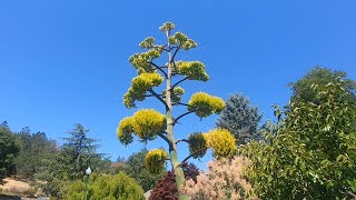 Once in a lifetime blooms of a Century Plant