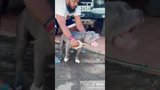 ❤️❤️❤️American Bully Dog In Sri Lanka❤️❤️❤️