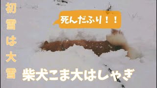 柴犬こま初雪にテンション上がる！【柴犬こま】Shiba Inu gets excited about snow