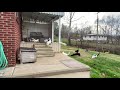 cats going nuts in trap trapping feral cats tnr trap neuter return highlights