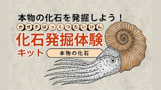 【本物化石を発掘できる】イベント用に開発された化石発掘体験キット