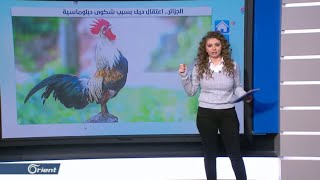 الشرطة الجزائرية تعتقل ديكا وصاحبه يقول: اتركوه عنده 7 صيصان ودجاجة!  - Followup