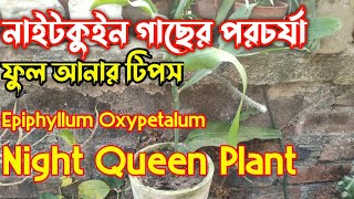 নাইট কুইন গাছের পরিচর্যা | How to Care Night Queen| ব্রাহ্মকমল| Epiphyllum Oxypetalum |Jungle Cactus