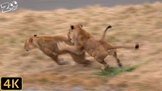 【ライオン】じゃれ合うライオン　多摩動物公園【Lion】Tama Zoological Park