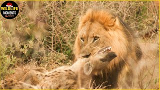 30 Incredible Moments Hyena Vs Lion Fight Caught On Camera