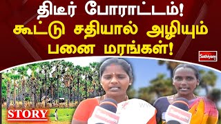 திடீர் போராட்டம்! கூட்டு சதியால் அழியும் பனை மரங்கள்! | Sathiyamtv