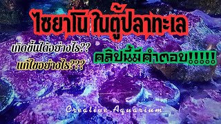 ไซยาโน ในตู้ทะเล คืออะไร? แก้ไขอย่างไร? I Creative Aquarium I