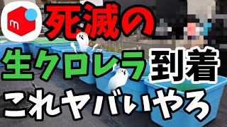 メルカリで購入した生クロレラ原液が【死滅】ヤバかった！茶色？メダカ針子稚魚屋外飼育用に生クロレラ原液でグリーンウォーターを作る！オロチ.女雛.紅ほっぺ.緑光ダルマ稚魚.安らぎAQUAちゃんねる