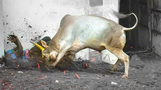 Top\\100 RTமலை ஜல்லிக்கட்டில் கலக்கிய காளைகள் 2025 RT Malai Jallikattu Highlights 2025