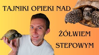 Skorupa z Wielkiego Stepu - jak opiekować się żółwiem stepowym?