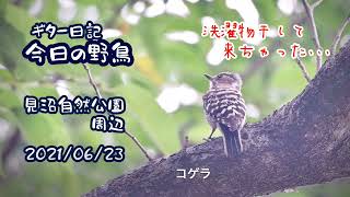 ギター日記　今日の野鳥　・　見沼自然公園周辺　2021年6月23日