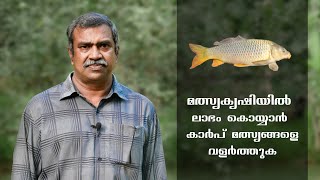 Grow Carp Fish to Make Profit in Fish Farming | Malayalam