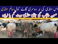 Salam cow mandi fresh update 2024 | biggest cows price | pk janwar | sargodha big cow mandi