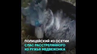 Полицейский из Осетии спас расстрелянного из ружья медвежонка