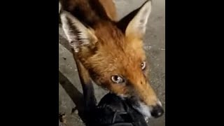 Fox Bites Me