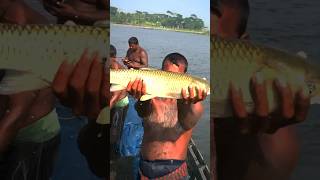 Big Grass carp fish #shorts #carp #grasscarp #fishing #video