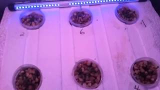 Hydroponic float system