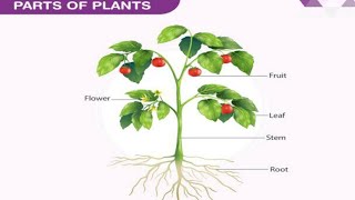 Parts of Plants Name/पौधों के अंगो के नाम