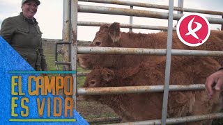 La vaca más mansa ayuda a Pilar y a Candi en la tarea de crotalizar | El campo es vida