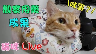 貓咪Live實況#409 咪醬開始服用免疫抑制劑，狀況是否有變好呢？\u0026趁咪爺望春風時放黑輪出來 20200520 (MiMi醬＆黑妞＆阿金＆黑輪 歐戀)